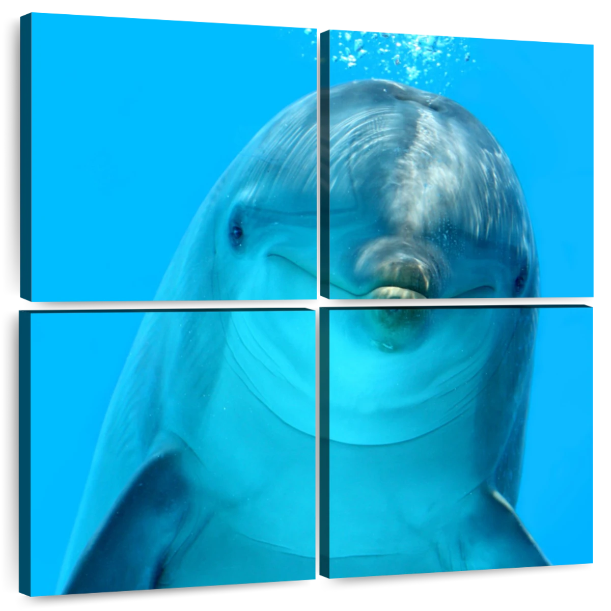 Dolphin Encounter Wall Art | Photography