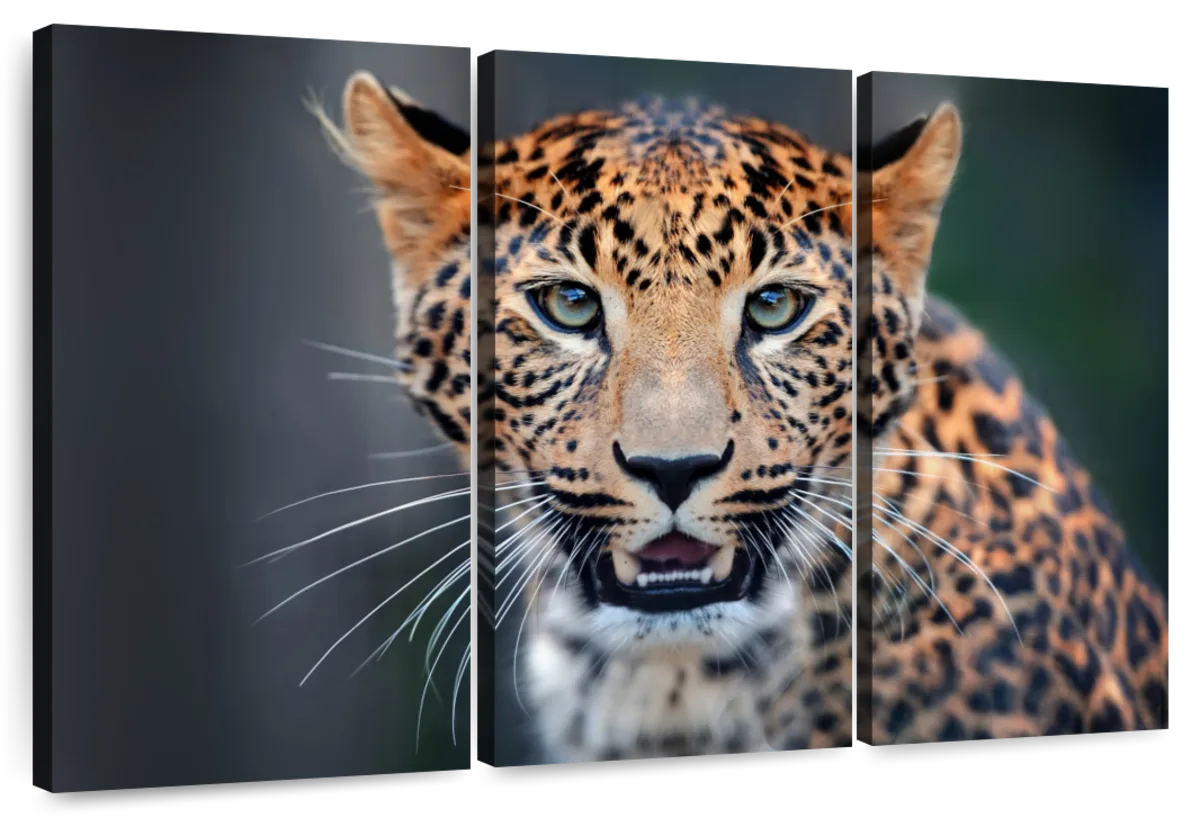 Stunning Wild Cat Wall Art | Photography