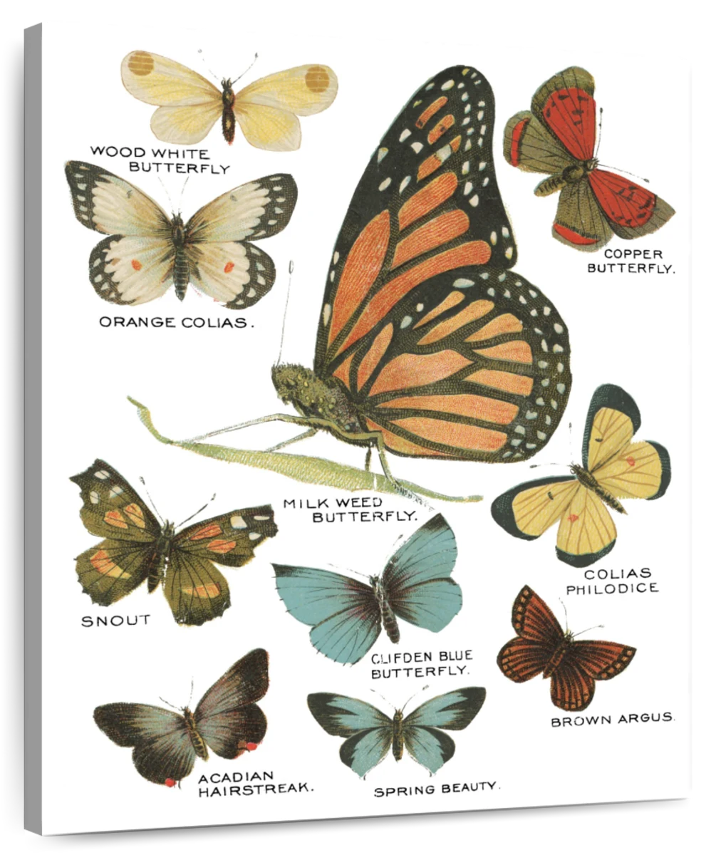 vintage butterfly diagram