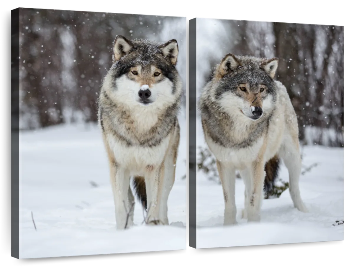 Wolves In Langedrag Nature Park Wall Art | Photography