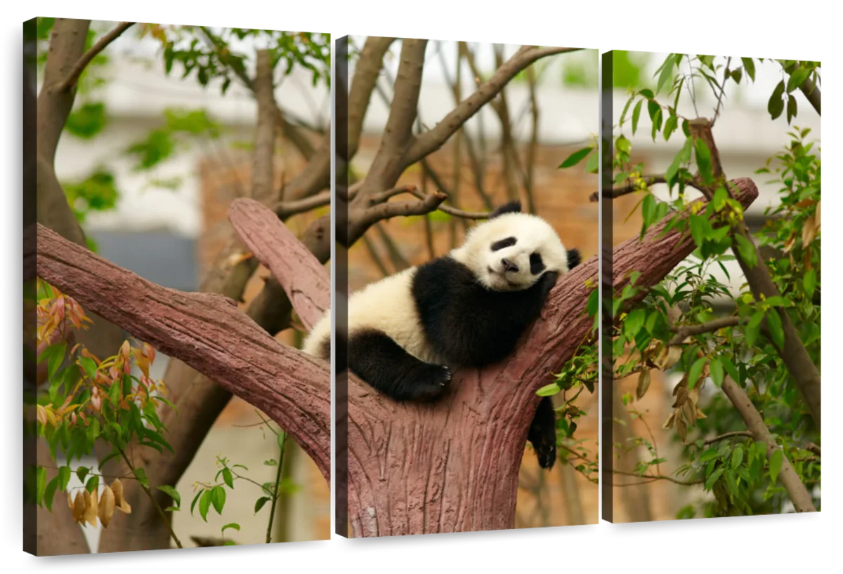 sleeping baby panda