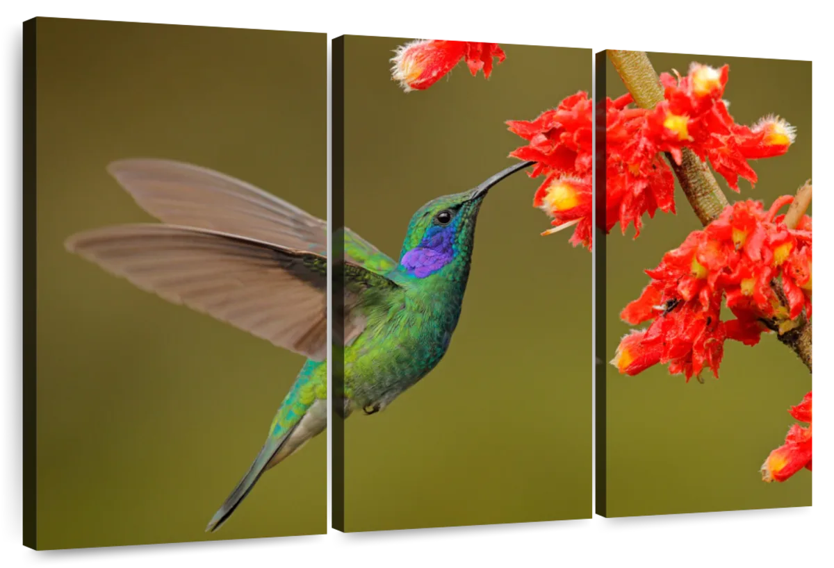 Feeding Hummingbird Wall Art | Photography