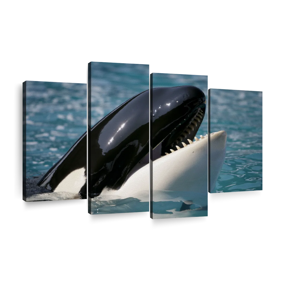 Smiling Killer Whale Wall Art | Photography