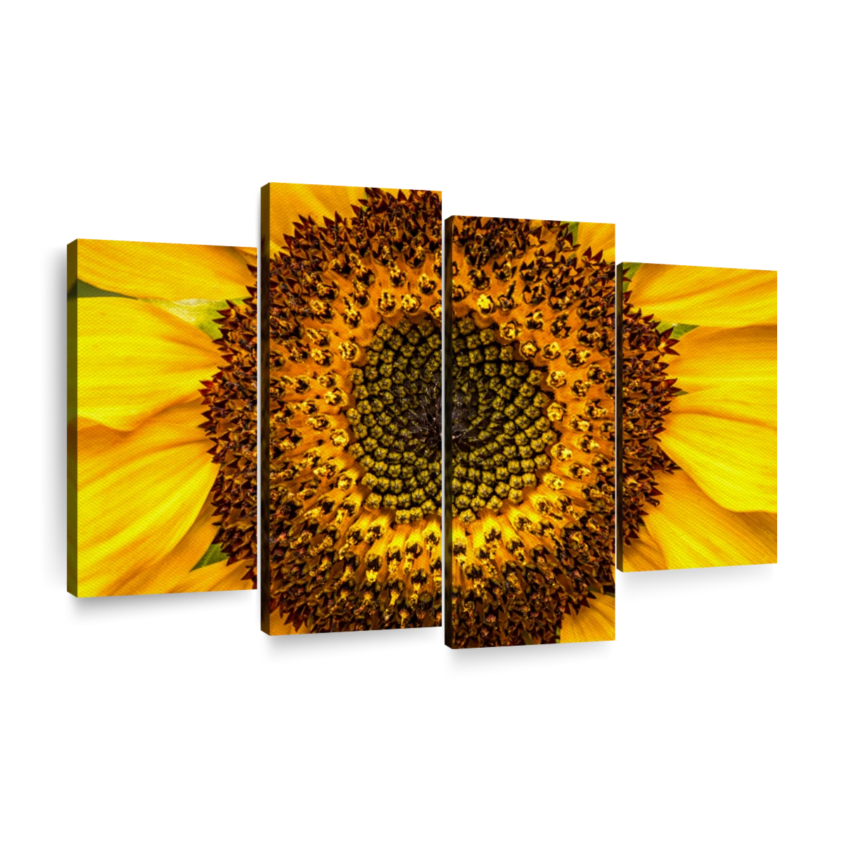 Sunflower Head Wall Art | Photography