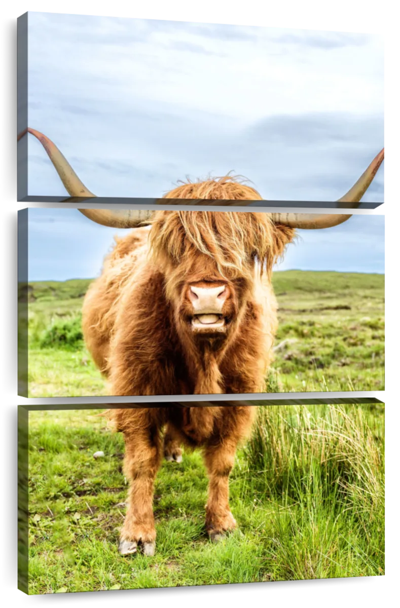 fluffy baby cow