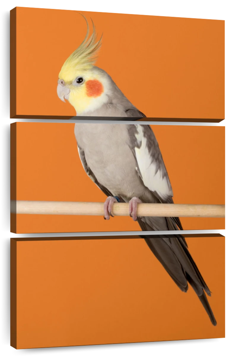 cockatiel paintings