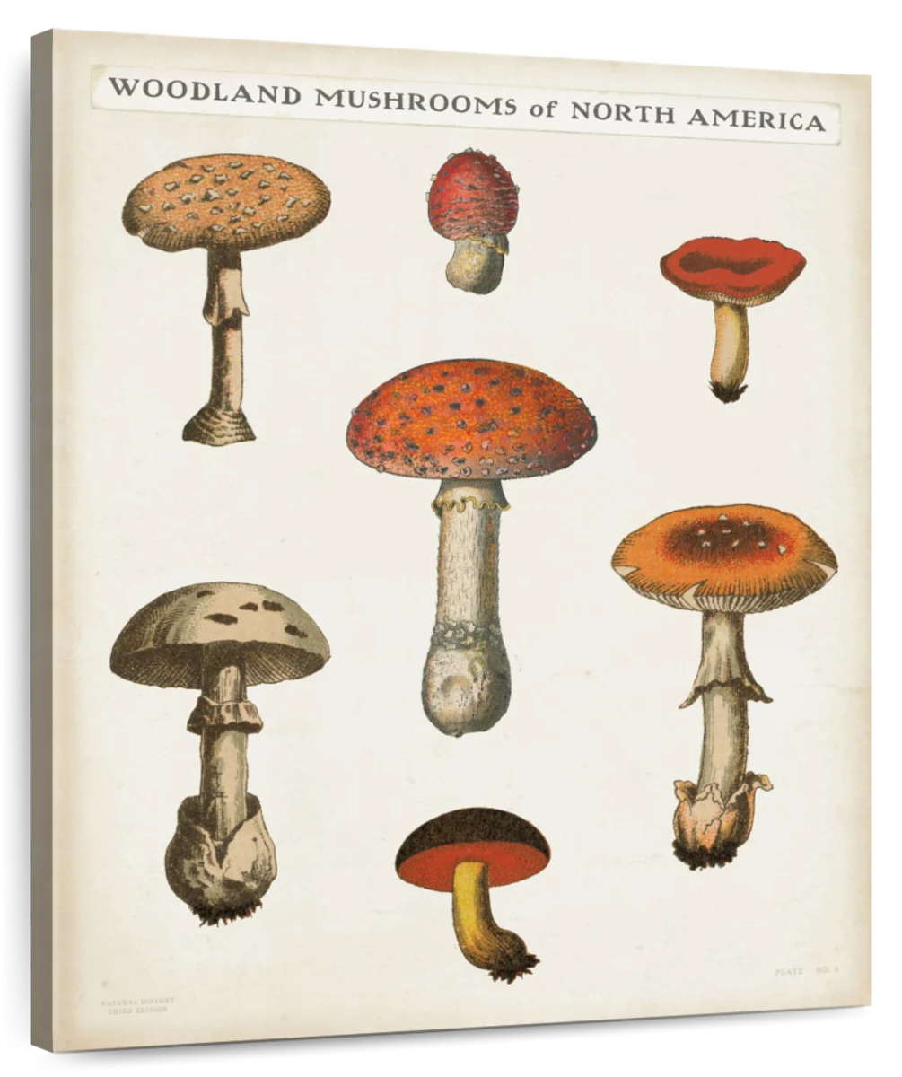 mushroom diagram