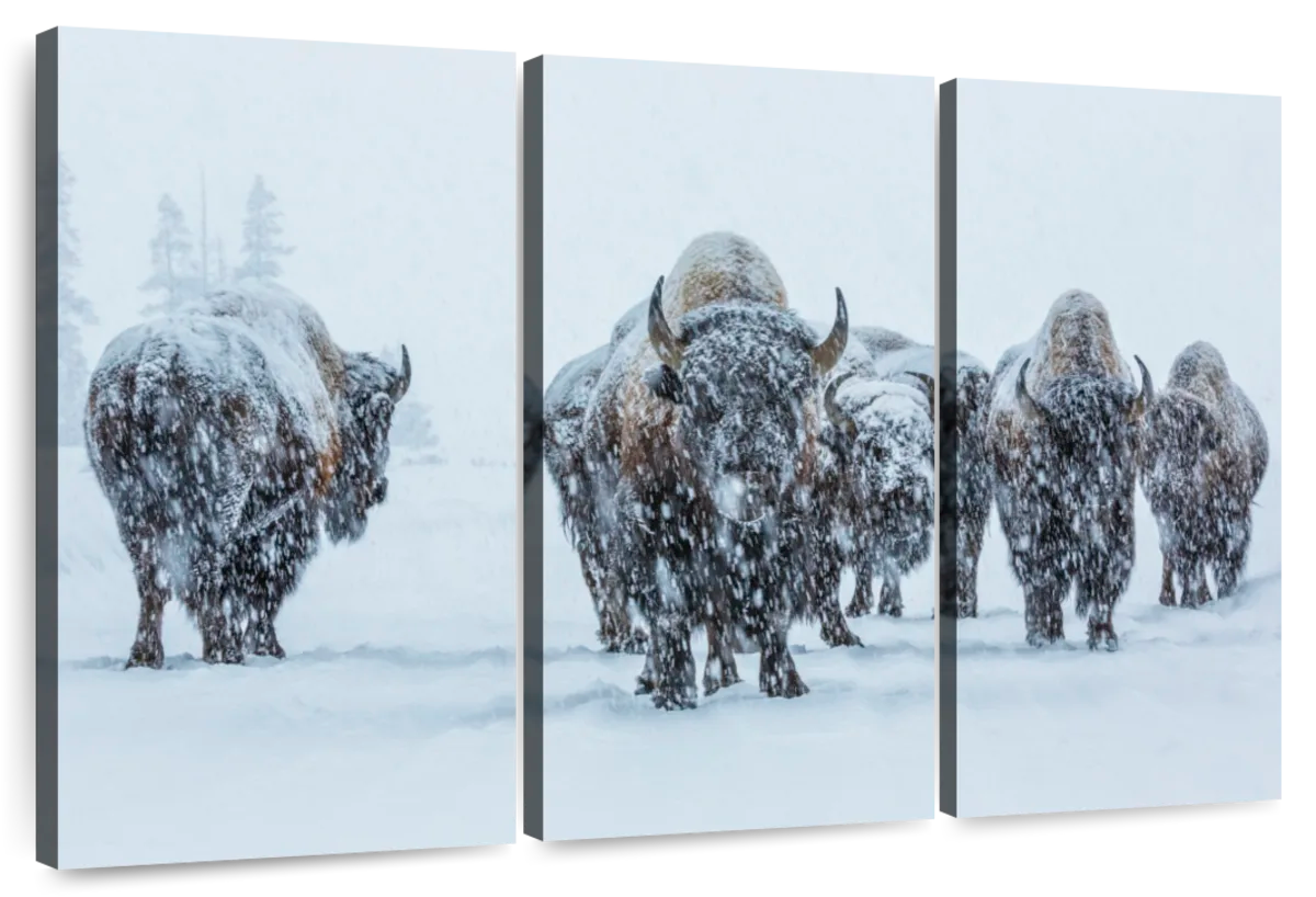 Yellowstone National Park 5 Piece Grid Wall Art Room Decor Set - Print