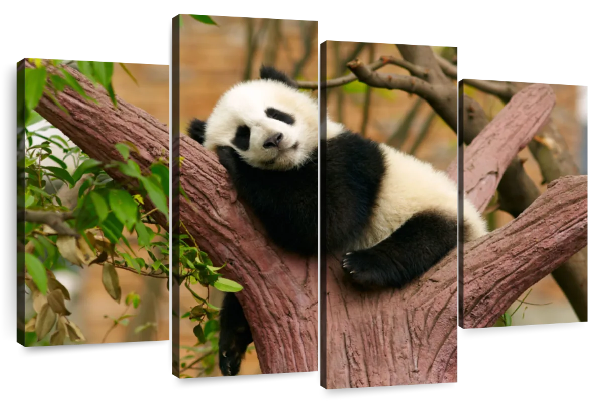 sleeping baby panda