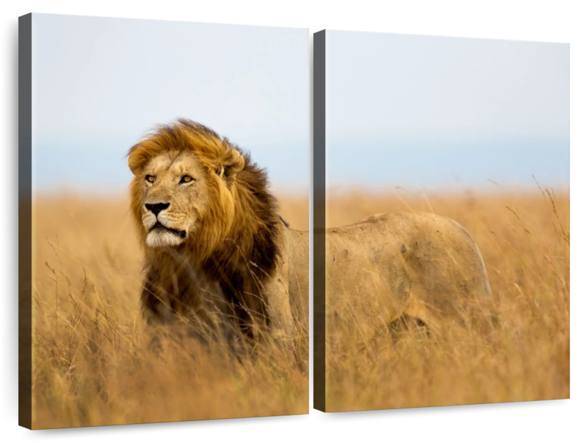 Lion Hunting In Safari Wall Art | Photography
