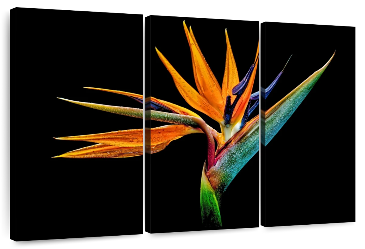 Peculiar Strelitzia Wall Art: Canvas Prints, Art Prints & Framed Canvas