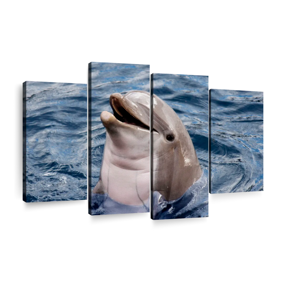 Cheerful Dolphin Wall Art | Photography