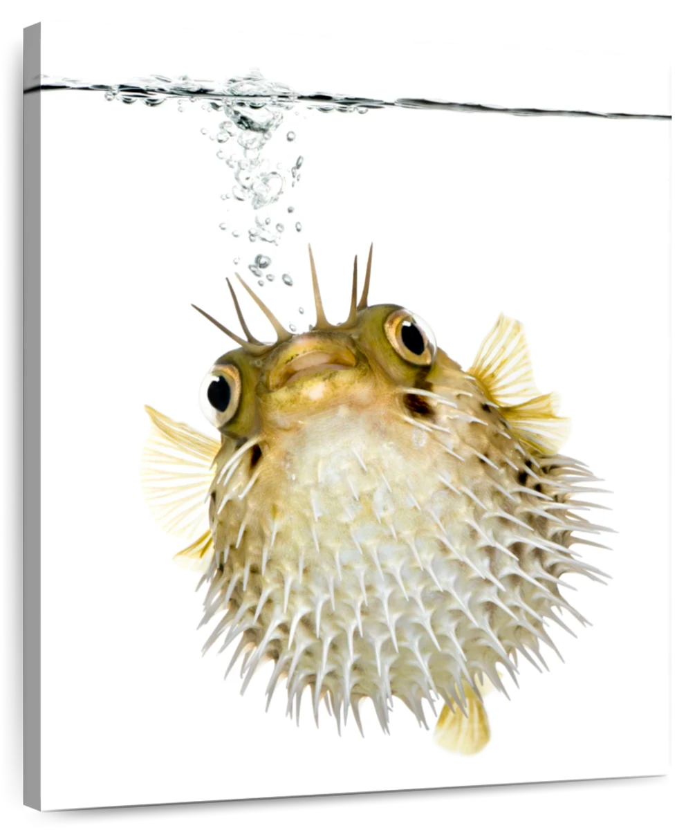 porcupine puffer fish drawings