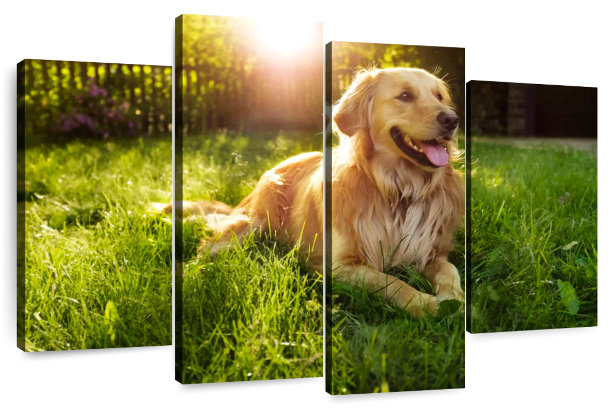 Sunny Golden Retriever Wall Art Photography