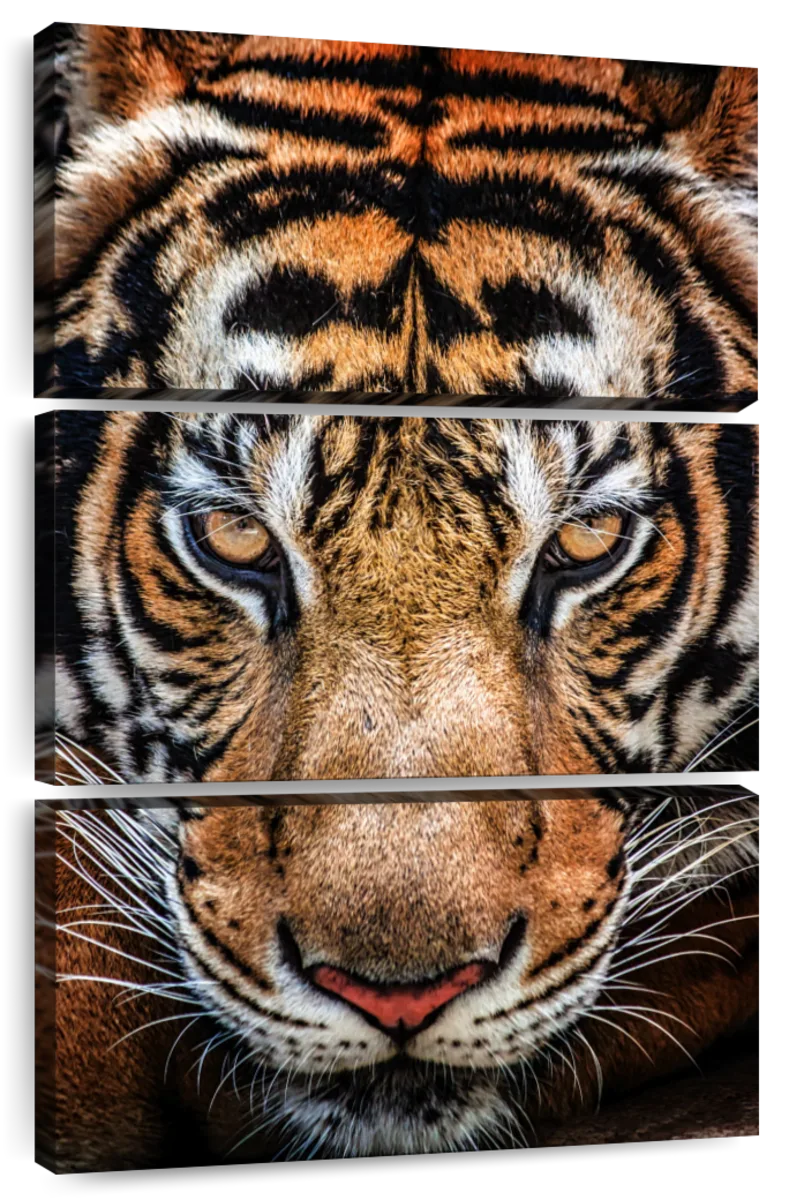 large framed wall art tiger