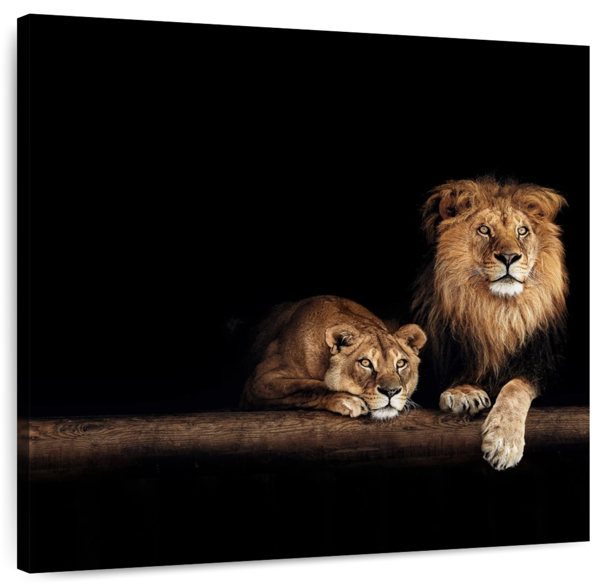 The Lioness Wall Canvas (16x20)