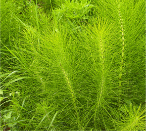Silica from Organic Horsetail