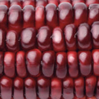 Organic Sprouted Purple Maize