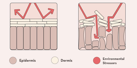 Healthy vs unhealthy skin barrier diagram