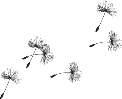 dandelion Photoshop Brushes Free