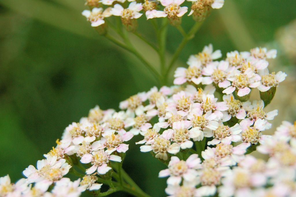 Yarrow