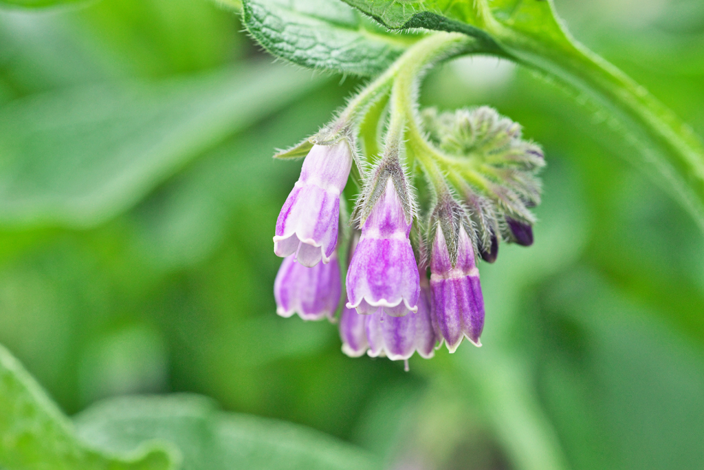 Comfrey