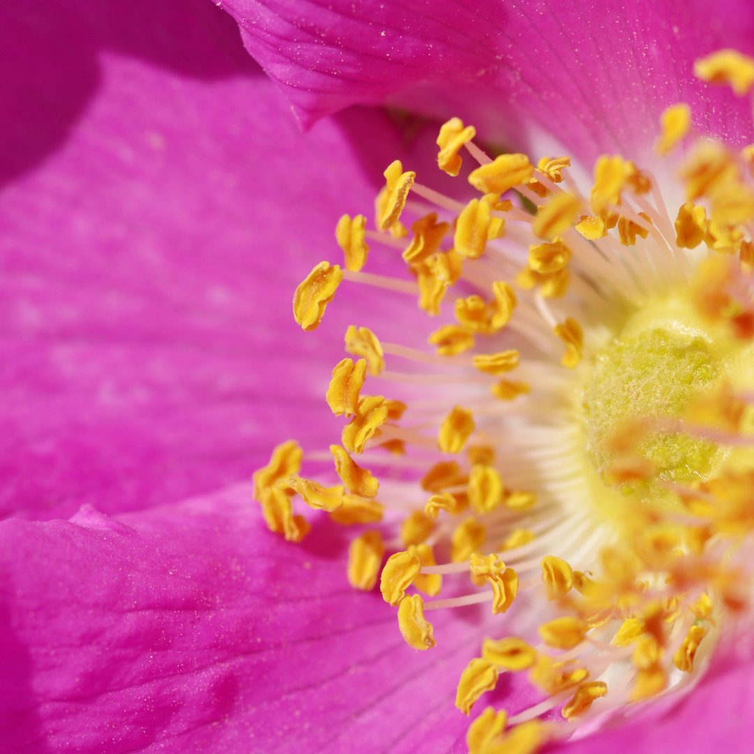 bright pink wild rose flower with yellow stamen