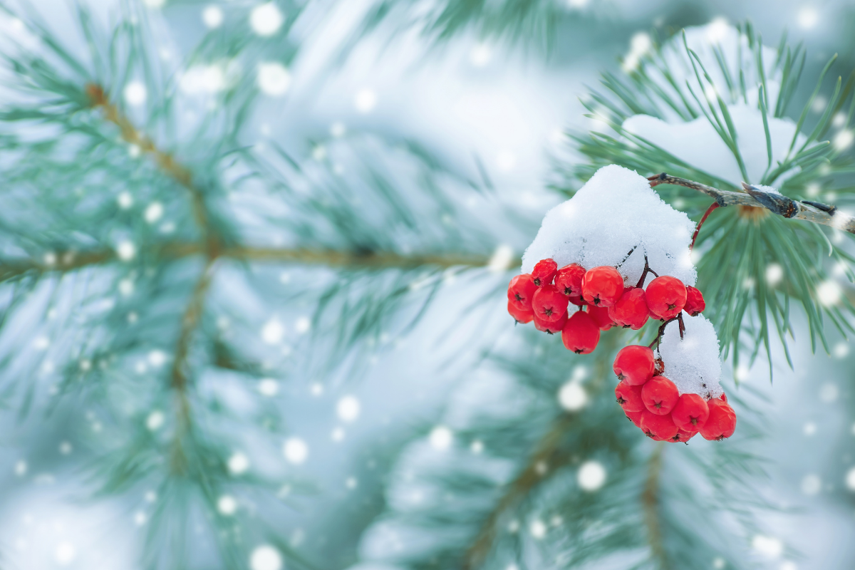 Snow covered red berries and pine branches