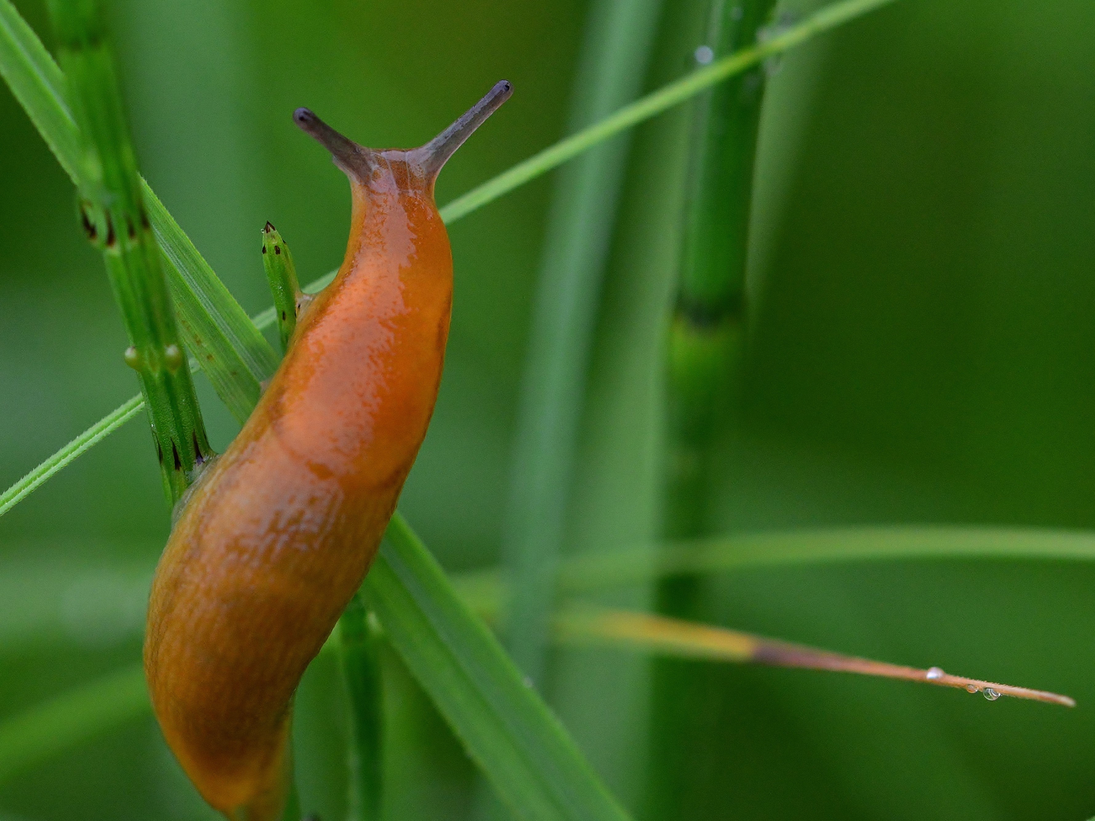 are slug pellets harmful to cats and dogs