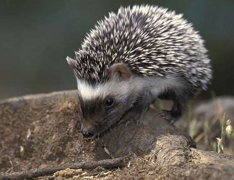 Algerian Hedgehog