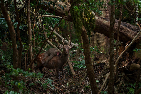 Macaque riding a deer