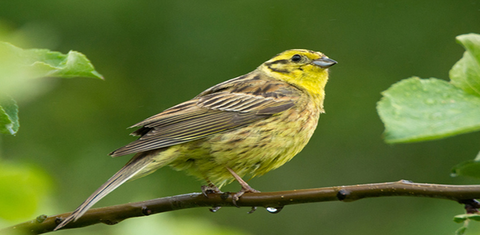 Cirl Bunting