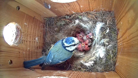 Blue Tit Bird Feeding Baby Birds