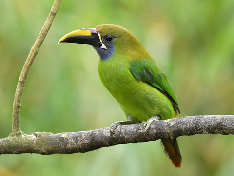 Emerald Toucanet