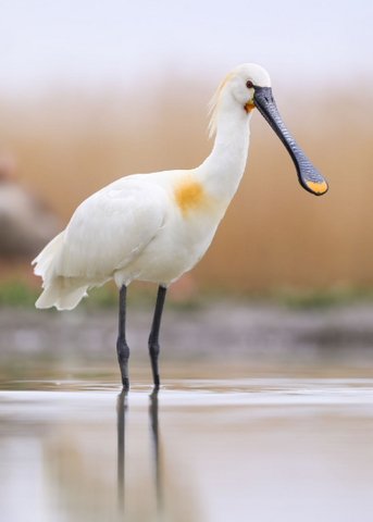 Eurasian Spoonbill