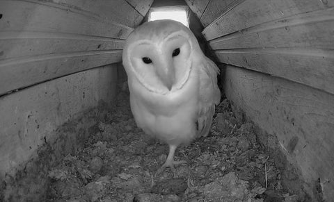 barn owl