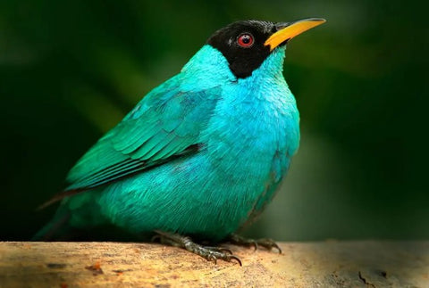 Green Honeycreeper