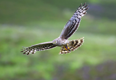 Male Hen Harrier