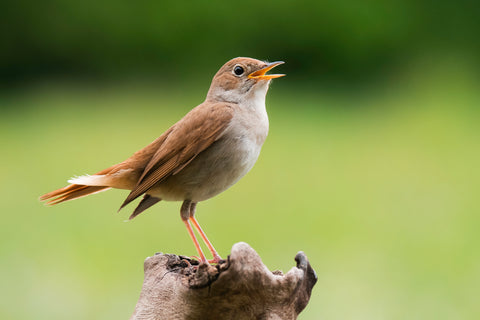 a nightingale perched on a wooden stump