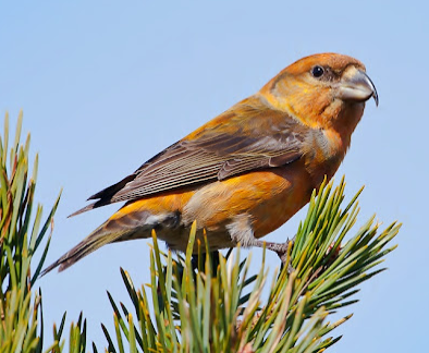 Scottish Crossbill