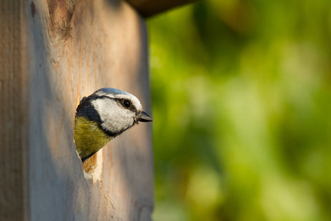 Blue Tit Bird Peeking 