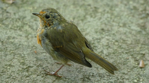 Garden Bird Scruffy