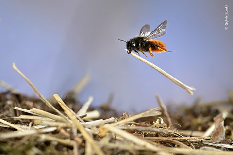 Mason Bee building its nest