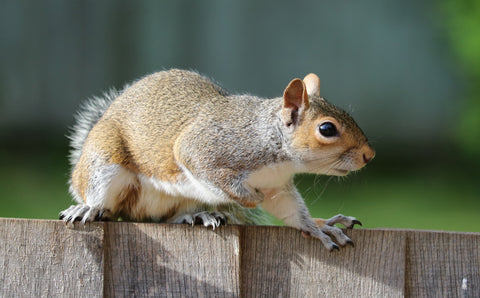 Squirrel on fence