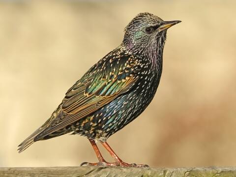 Common Starling