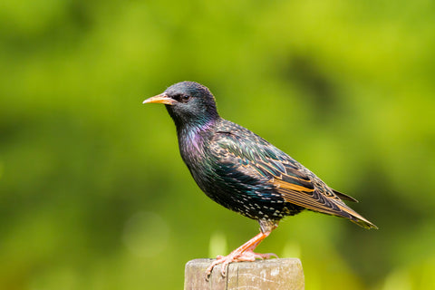 Starling Bird