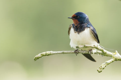 swallow sat on a branch