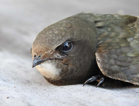 Common Swift