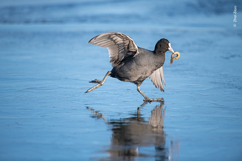 Coot walking on ice