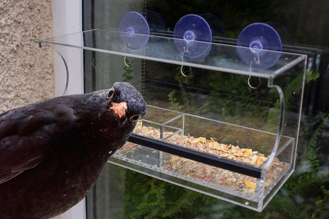 Bird Window Feeder
